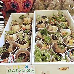 玄関/入り口/たまからちゃん♥︎/たまからちゃん/多肉植物初心者/多肉寄せ植え...などのインテリア実例 - 2016-09-05 22:34:38