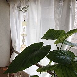 リビング/窓辺/植物/ウンベラータ/小鳥の雑貨のインテリア実例 - 2013-09-26 07:30:13