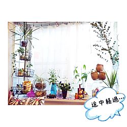 棚/出窓/雑貨/花/植物...などのインテリア実例 - 2015-02-25 07:20:21