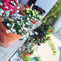 玄関/入り口/ありがとう❤/ロベリア♡/植物のある暮らし/花のある暮らし♡...などのインテリア実例 - 2021-04-30 23:09:44