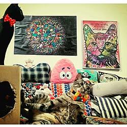 部屋全体/colorful/pillows/cat/IKEA...などのインテリア実例 - 2017-02-13 10:57:03