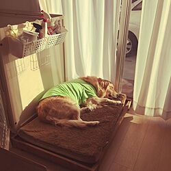 ベッド周り/愛犬と暮らす家のインテリア実例 - 2016-12-11 15:29:30