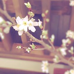 リビング/桜のインテリア実例 - 2016-02-17 15:09:52
