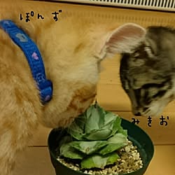 リビング/猫だらけ/多肉のインテリア実例 - 2017-07-03 22:15:17