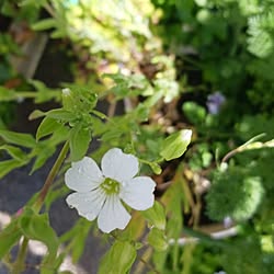 部屋全体/モッコウバラ黄色/駐車場からお庭へ‥…/私の癒し/4月のお庭...などのインテリア実例 - 2023-04-16 14:40:32