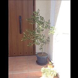 玄関/入り口/多肉植物/オリーブの木のインテリア実例 - 2015-10-12 11:00:39