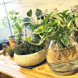 安くて良いもの/くつろげる部屋作り/カフェ風/植物/観葉植物...などのインテリア実例 - 2019-05-08 00:07:22