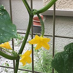 壁/天井/植物のインテリア実例 - 2017-06-21 23:38:46