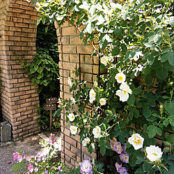 玄関/入り口/アロマ/庭/ラ・カスタ/花を綺麗に咲かせたい...などのインテリア実例 - 2022-05-30 18:37:38