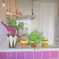 キッチン/植物/DIY/照明のインテリア実例 - 2014-02-08 16:07:29