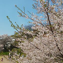 部屋全体/いいね！ありがとうございます◡̈♥︎/桜の花/お天気がいいです♡のインテリア実例 - 2024-04-21 23:09:50