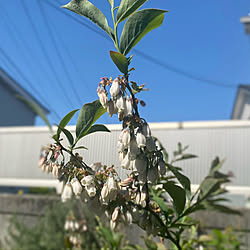 グリーンのある暮らし/ブルーベリーの花/ガーデニング/放置庭/手間いらずの植物たち...などのインテリア実例 - 2022-04-30 09:05:05