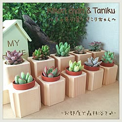 部屋全体/ハンドメイド雑貨/多肉植物/木のぬくもり/観葉植物...などのインテリア実例 - 2017-02-17 13:34:24