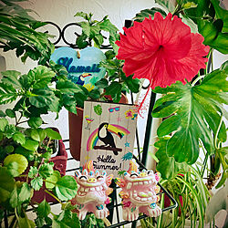 100均雑貨/可愛いシーサ/ハイビスカス咲きました♪/いいね！ありがとうございます◡̈♥︎/緑と花と暮らす...などのインテリア実例 - 2020-07-12 08:29:07