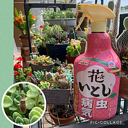 多肉植物にも花いとし/花いとしモニター⑧/今朝のベランダから/花いとし/暮らしのハンドブック2022...などのインテリア実例 - 2022-04-25 06:48:24