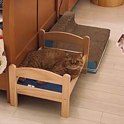 ねこのいる日常/気に入ってくれたようです(=^x^=)/IKEAペットベッド/ベッド周りのインテリア実例 - 2020-06-28 17:54:57