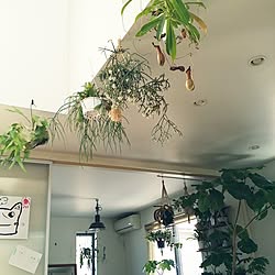 壁/天井/観葉植物/植物/NO GREEN NO LIFE/生活感のインテリア実例 - 2017-01-28 14:21:41