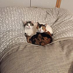 ベッド周り/猫のいる生活/ねこ部/猫たんぽ/IKEA...などのインテリア実例 - 2016-12-18 14:31:23