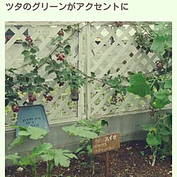 玄関/入り口/家庭菜園/チリトリリメイク/RCmag載ってた！/おはようございます(*^^*)...などのインテリア実例 - 2016-03-14 07:29:05