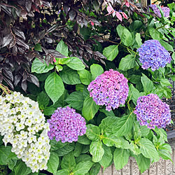 てまりてまり/紫陽花/自分ケア/植物のある暮らし/ガーデンセラピー...などのインテリア実例 - 2021-06-06 12:32:57