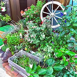 いつもいいねありがとう❤️/玄関前の花たち♡/観葉植物のある暮らし/花のある暮らし/お花大好き♡...などのインテリア実例 - 2019-10-18 07:25:50