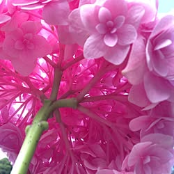 部屋全体/紫陽花大好き♡/紫陽花バカ♥/日光浴中♪/植物...などのインテリア実例 - 2014-05-17 07:47:05