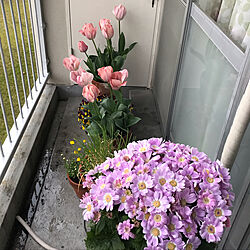 花のある暮らし/玄関/入り口のインテリア実例 - 2019-03-27 12:28:48