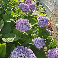 紫陽花/小さな庭/北側の庭のインテリア実例 - 2022-06-05 20:35:08