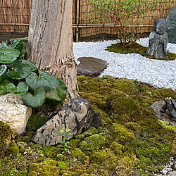 おじぞうさま/坪庭のある暮らし/和風 インテリア/季節を楽しむ/観葉植物のある暮らし...などのインテリア実例 - 2023-03-31 15:03:03