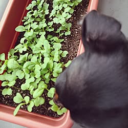 玄関/入り口/ベランダ 賃貸/野菜/ベランダ菜園/賃貸...などのインテリア実例 - 2015-06-18 11:52:27