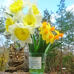 お気に入り/ねこ/庭/植物が好き/一人暮らし...などのインテリア実例 - 2019-05-07 07:25:25