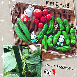 隠れんぼしてるのだーれだ？！/夏野菜収穫♪/いつもありがとうございます♡/何気ない日常に感謝❁⃘*.ﾟ/いいね♪ありがとうございます♡*....などのインテリア実例 - 2021-06-29 11:45:56