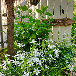 部屋全体/ナチュラル/春爛漫*¨*•.¸¸♪/寄植えを楽しむ/多肉植物...などのインテリア実例 - 2021-04-21 22:21:39