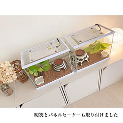 観葉植物のある暮らし/レオパードゲッコー/団地住まい/IKEA/愛用品→楽天roomに載せています...などのインテリア実例 - 2020-04-01 20:43:01