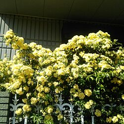 玄関/入り口/モッコウバラ/近所の花のインテリア実例 - 2017-04-24 15:07:12