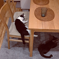 机/椅子/猫ばかりですみません/猫大好き/保護猫...などのインテリア実例 - 2021-06-17 07:16:31