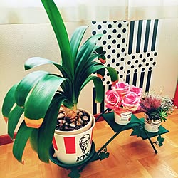 玄関/入り口/10分でできる/植木台/アーティフィシャルフラワー/左のはリアルです...などのインテリア実例 - 2024-02-12 16:58:49