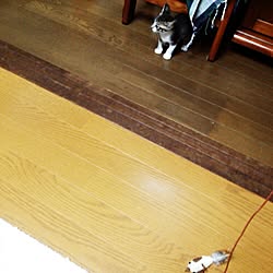 部屋全体/ねこのインテリア実例 - 2015-06-18 20:55:53