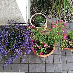 玄関/入り口/お花のインテリア実例 - 2017-05-21 01:22:28