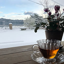 雪景色の庭/シクラメン/紅茶/平屋/いつもありがとうございます♡...などのインテリア実例 - 2021-01-09 10:04:22