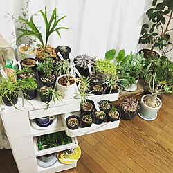 棚/植物男子ベランダー/植物棚/植物のある部屋/ハオルチア...などのインテリア実例 - 2015-12-15 21:49:06