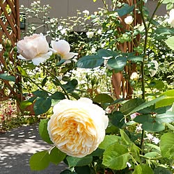 玄関/入り口/山野草/花のある暮らし/薔薇ばかりでごめんなさい/花...などのインテリア実例 - 2017-05-23 10:19:47