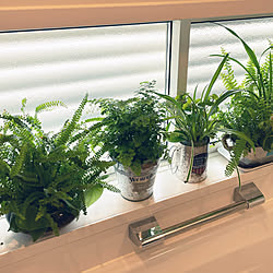 シダ植物/アジアンタム/タカラスタンダード/お風呂/植物のある暮らし...などのインテリア実例 - 2022-03-22 11:02:03