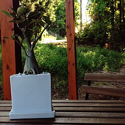 玄関/入り口/雑木の庭/IKEA/植物/ウッドデッキのインテリア実例 - 2014-05-03 20:56:38