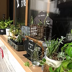 棚/日替わり投稿企画!木曜日/植物/！！！！！アホ仲間！！！！！/フェイクに水あげ隊...などのインテリア実例 - 2017-05-18 21:52:05