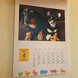 リビング/愛犬/オリジナル/カレンダー/チワワ...などのインテリア実例 - 2017-02-28 11:13:55