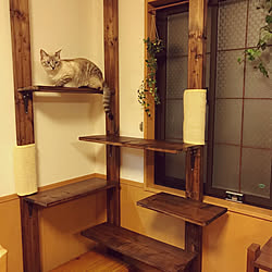 棚/キャットタワーDIY/キャットタワー/ディアウォール/ねこと暮らす。...などのインテリア実例 - 2017-11-12 19:58:05