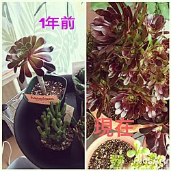 玄関/入り口/黒法師/観葉植物/多肉植物/植中毒...などのインテリア実例 - 2017-05-25 19:27:01