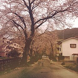 桜のインテリア実例 - 2013-04-07 08:15:58