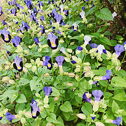 トレニア♡紫/トレニア♡パープル/トレニア/お花に癒されます♡/お花が好き...などのインテリア実例 - 2020-08-08 19:18:17